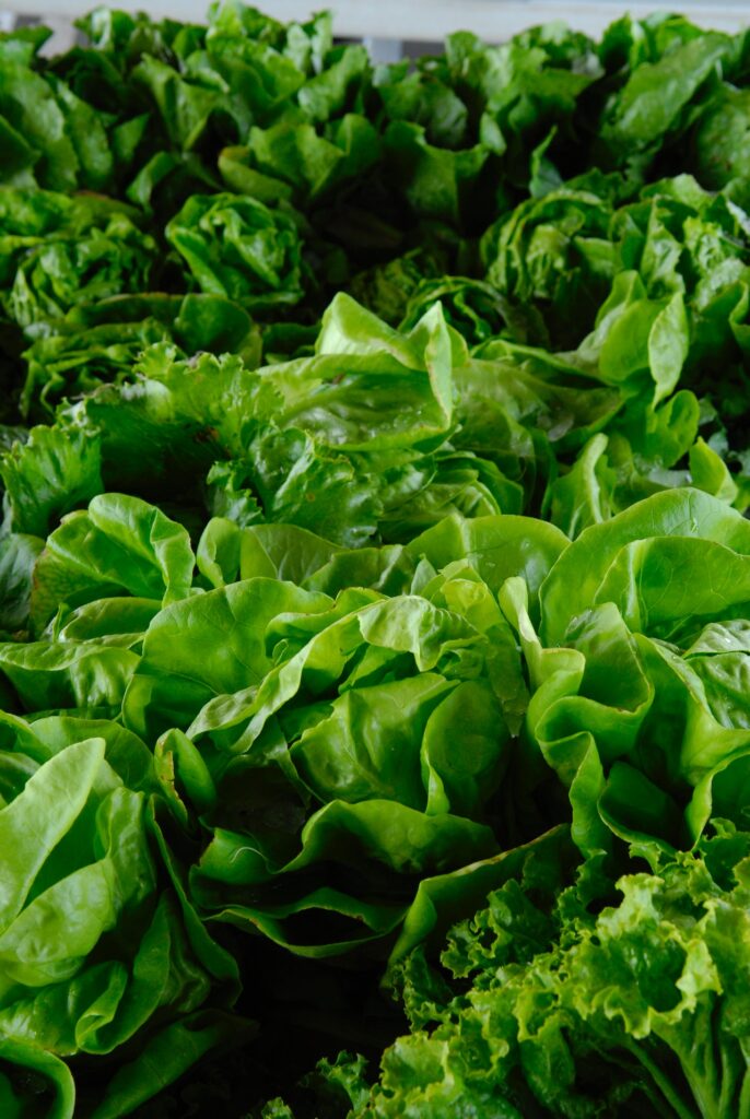 Leafy Greens - Foods for Glowing, Youthful Skin